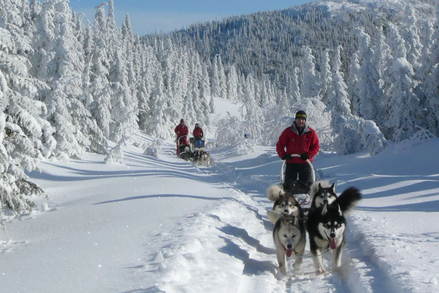 traveltourism-slitta-cani